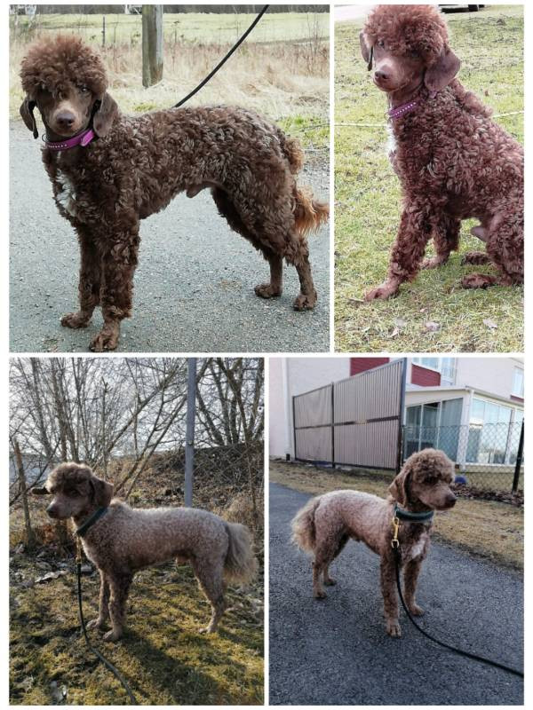 Hjortkvarns Cavapoo