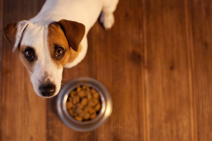 How to Choose the Right Dog Food