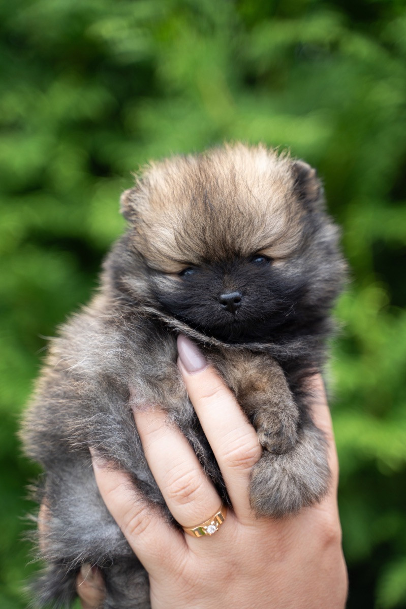 Triple L Poms