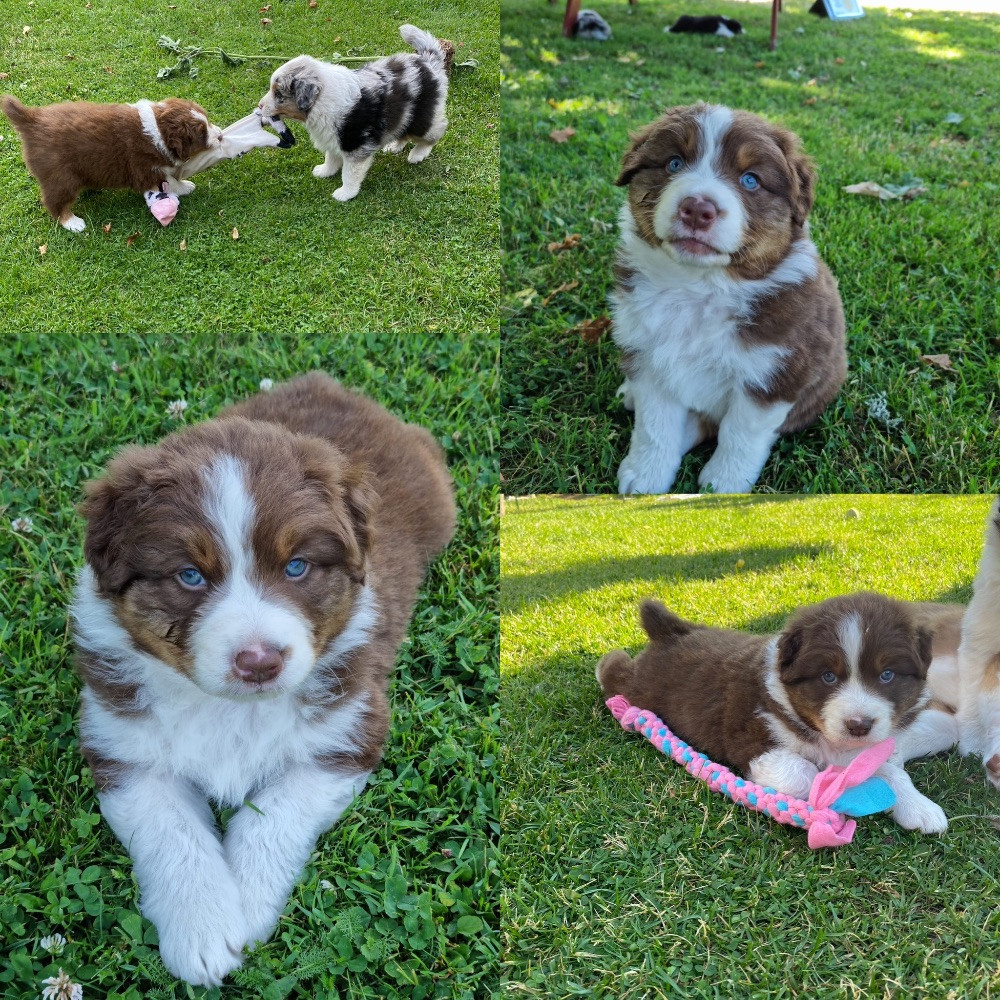 Amazing Working Dogs