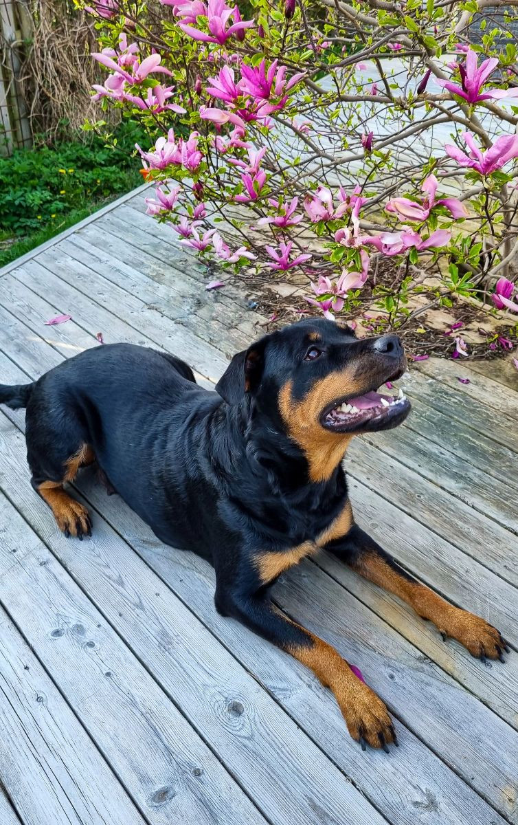 Rottweiler