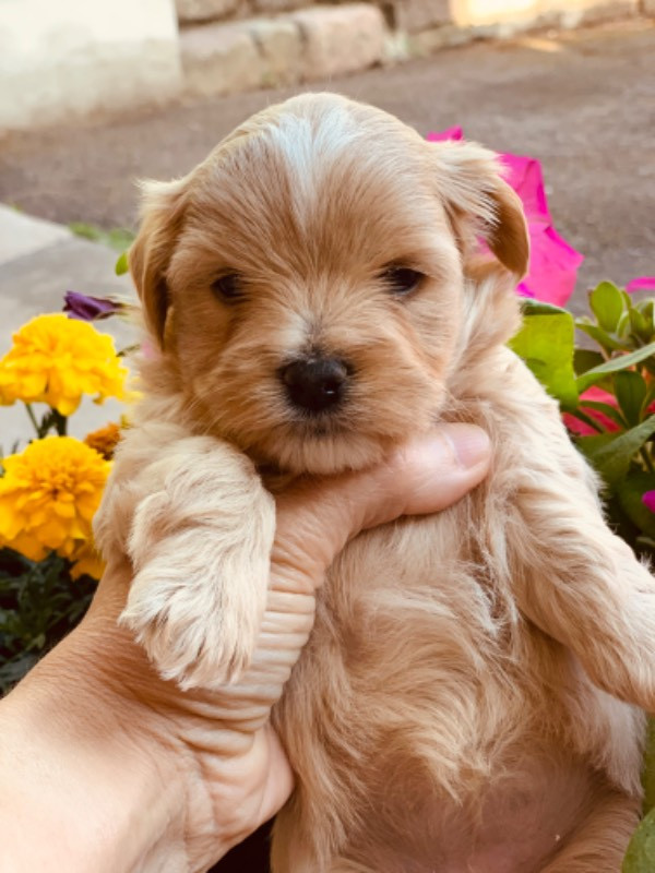 Massivus Angels kennel