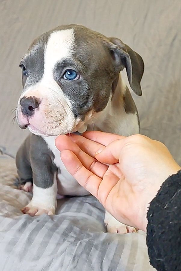Redhouse Bully