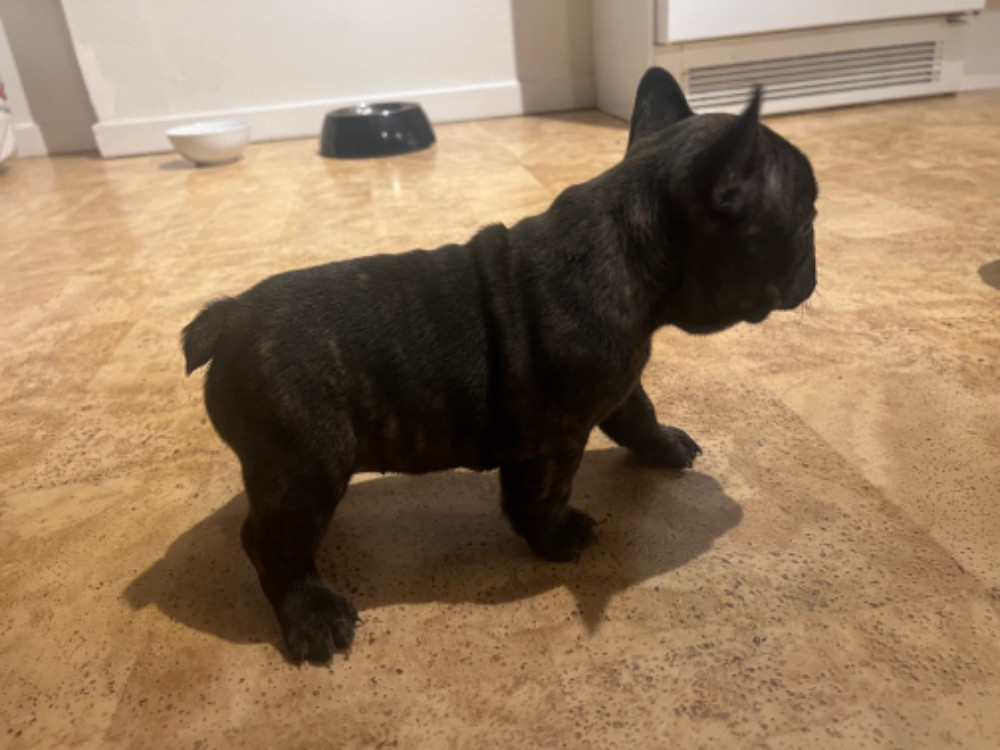 Unique bulldogz