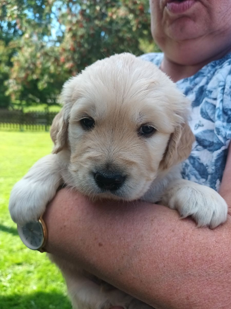 Haley´s Golden