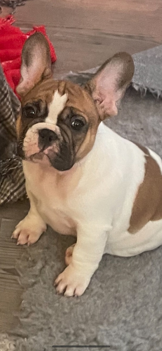 N,Slätternas Frabull