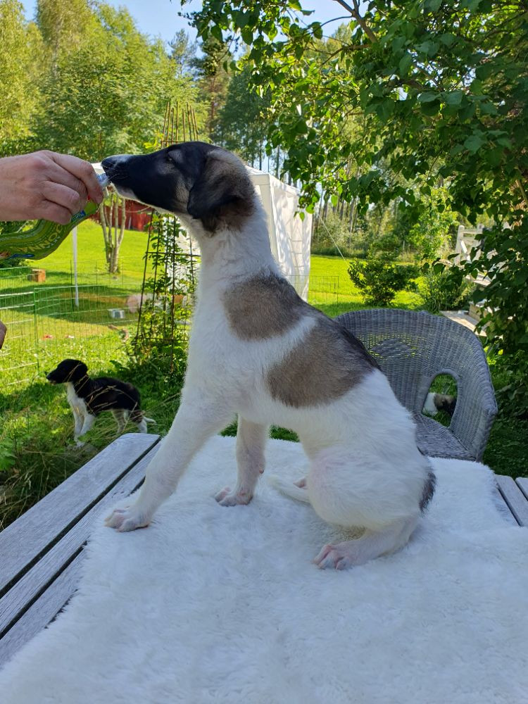 Vargmossens kennel
