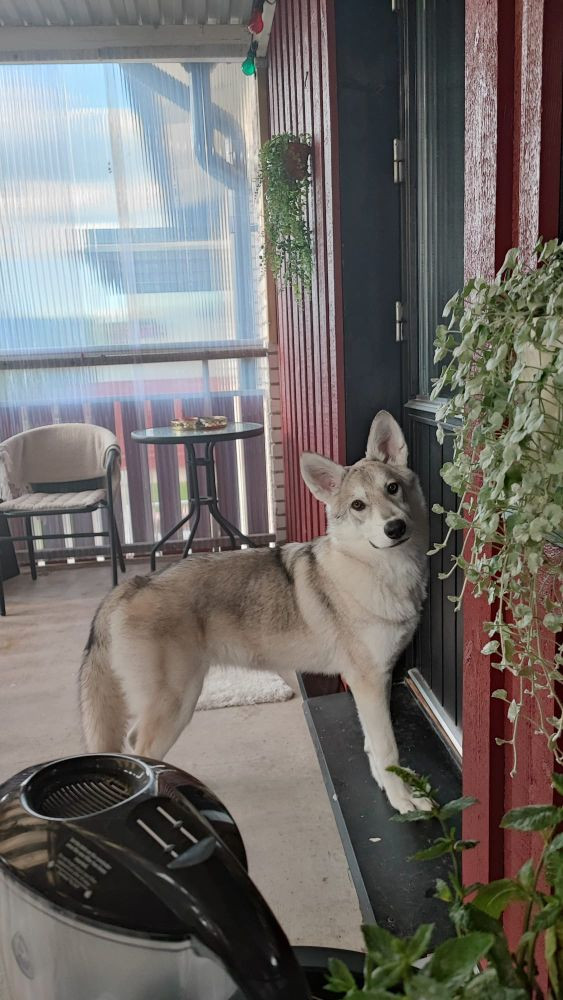 Wolfdog