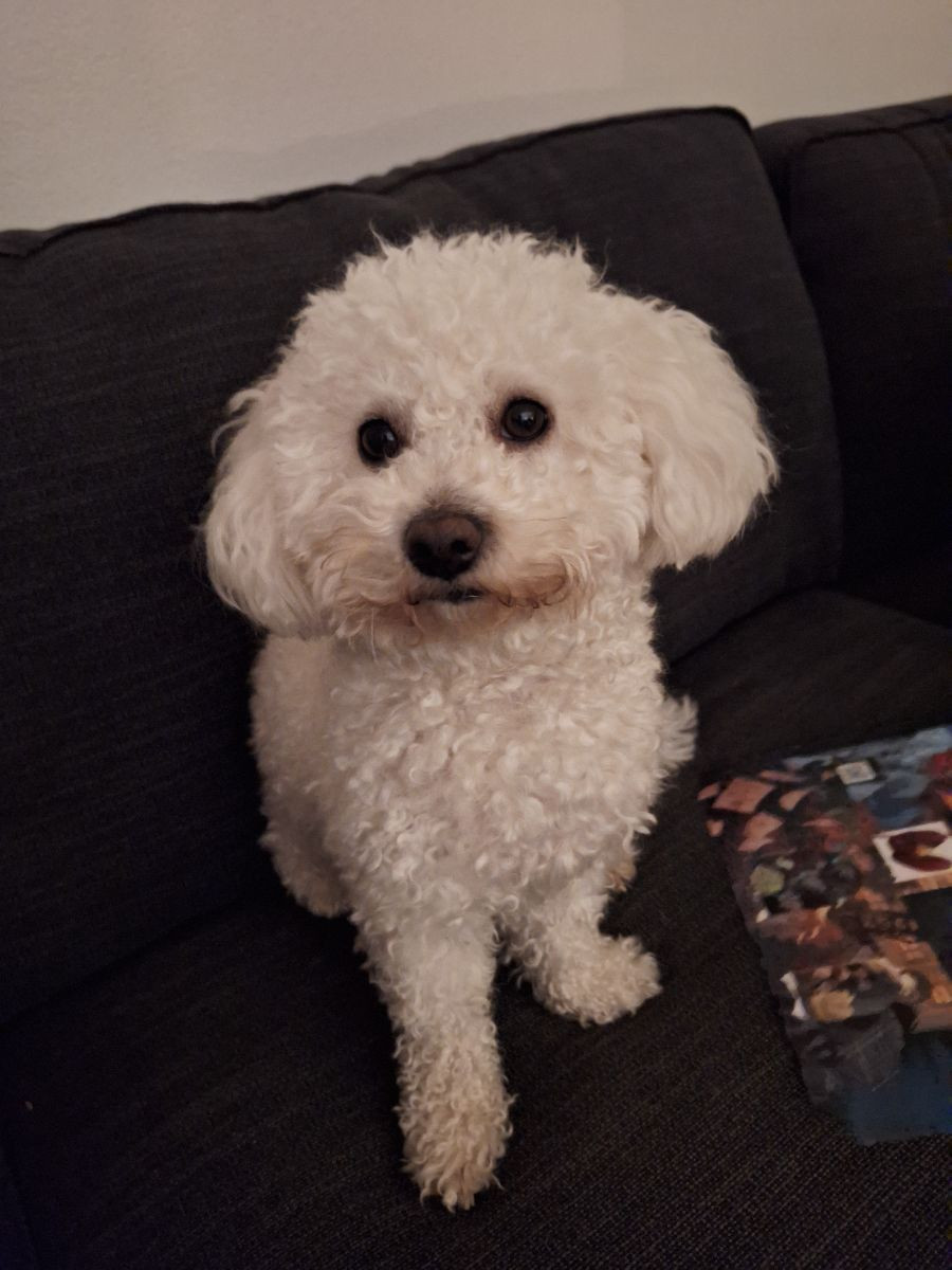 Bichonpoo