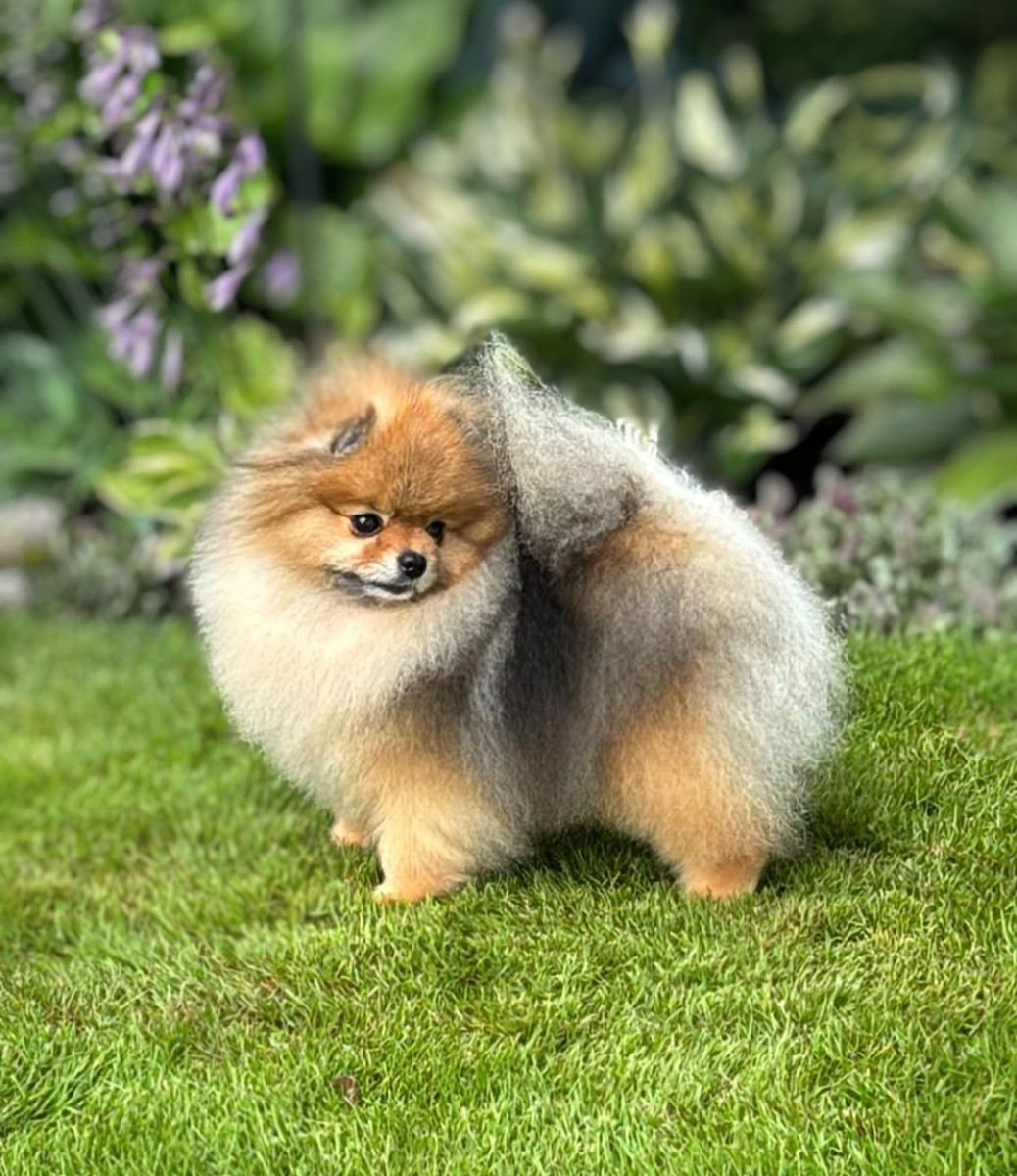 Black Orange's Pomeranian