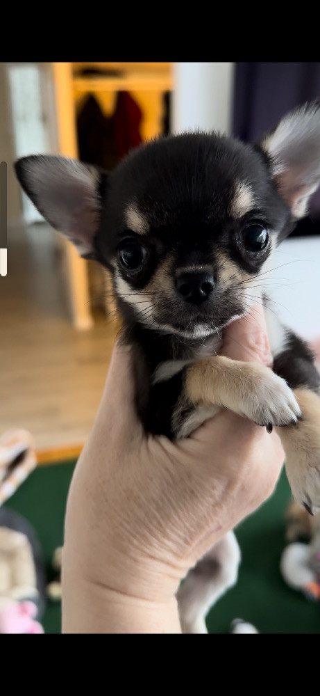 Mini chipette