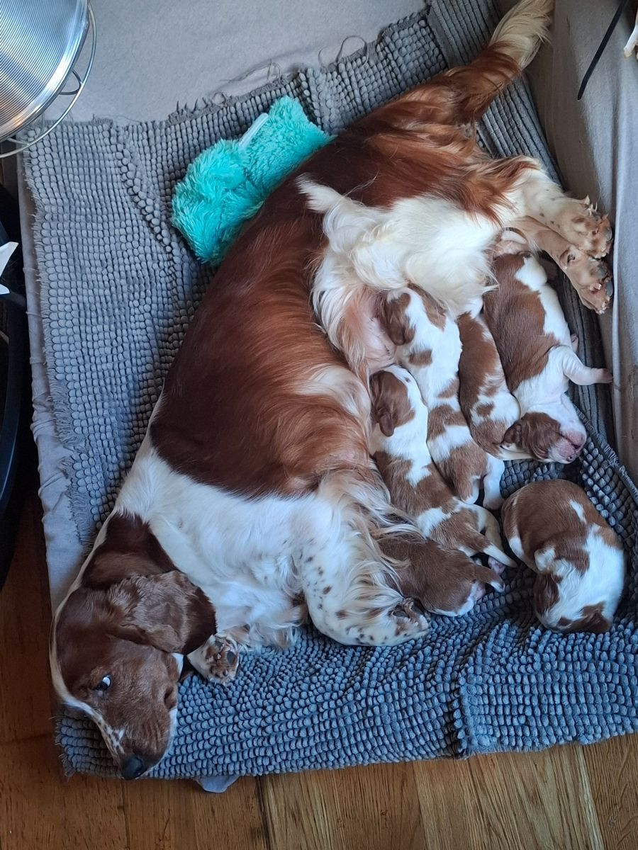Welsh Springer Spaniel