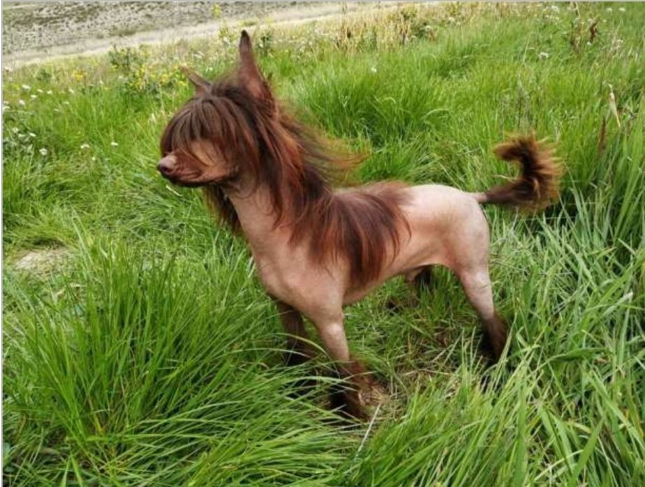 Myrnas Mignon Étoile