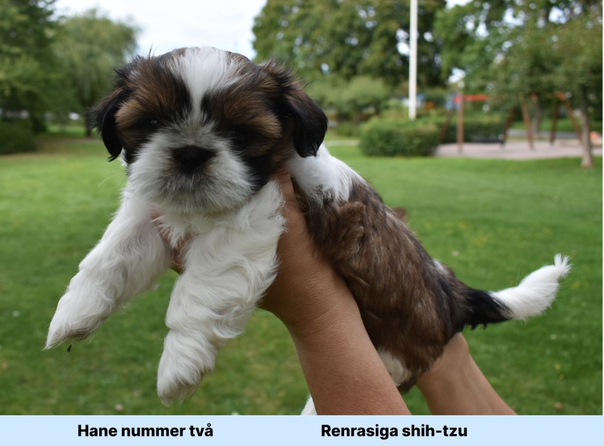 The merry shih-tzu family