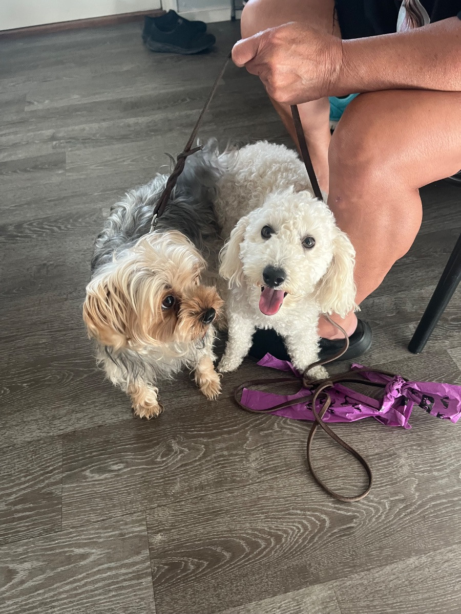 Yorkshireterrier och dvärgpudel · 2025-10-19 · Rimbo · Virginia I.