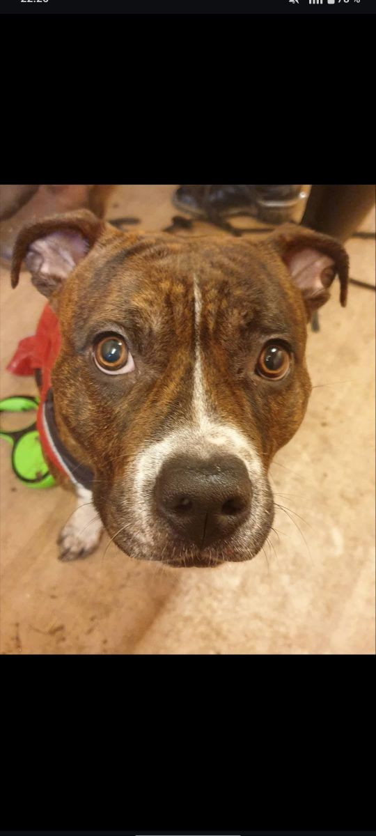 Amstaff · 2019-03-06 · Tidan · Beatrice S.