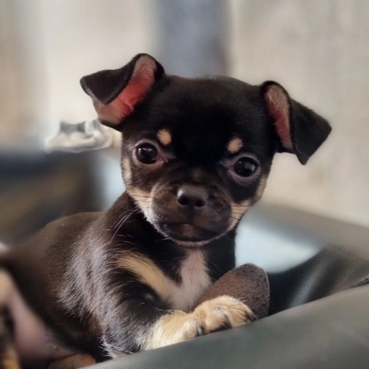 Chihuahua