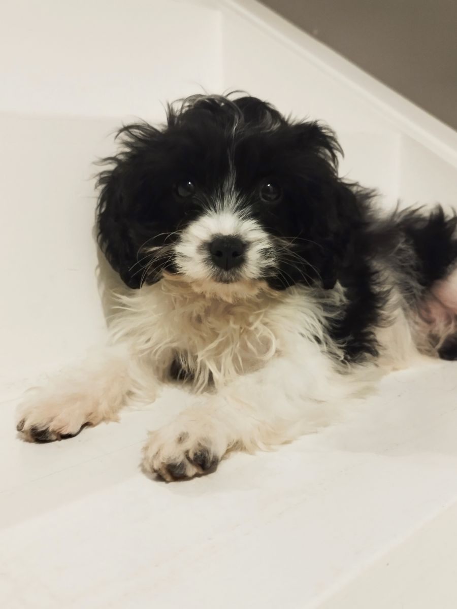 Hjortkvarns Cavapoo
