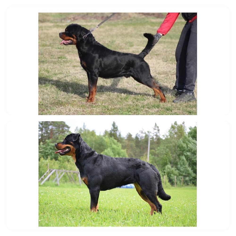 Nordkalottens kennel