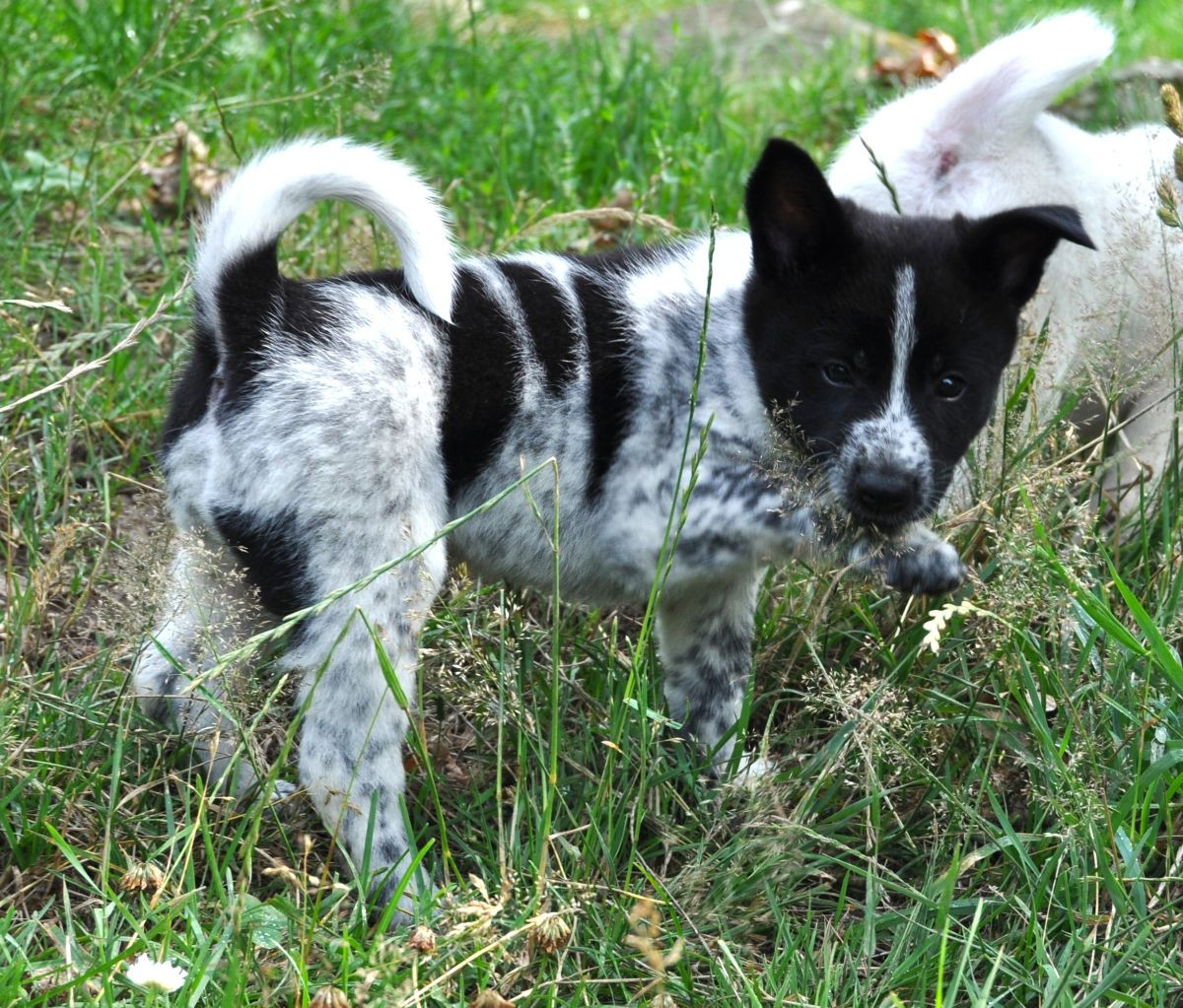 Chanco´s