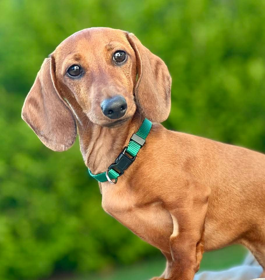 SE10777/2025 Your Choice Zirkzee