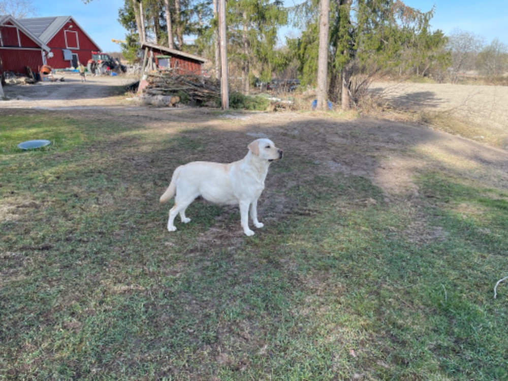 Labtrackdogx