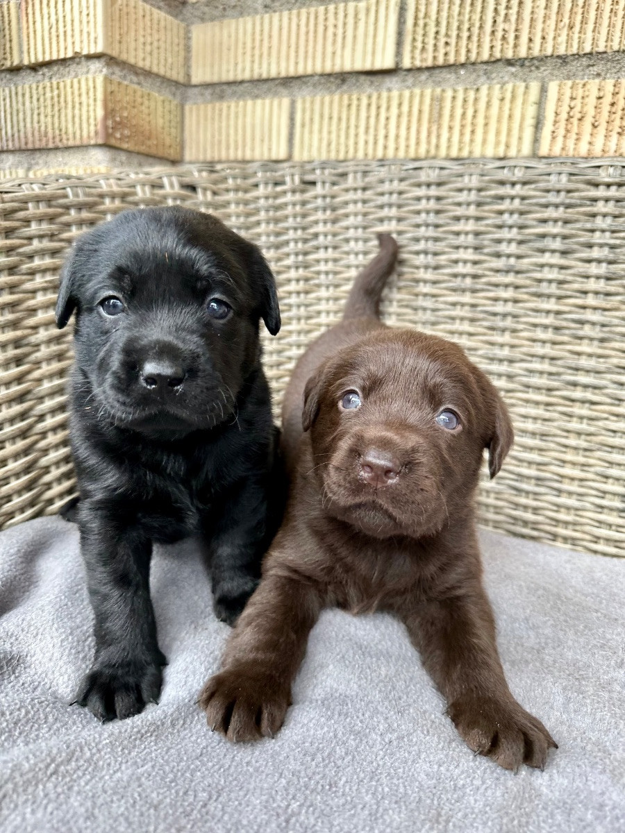 Kennel Eyegrip’s
