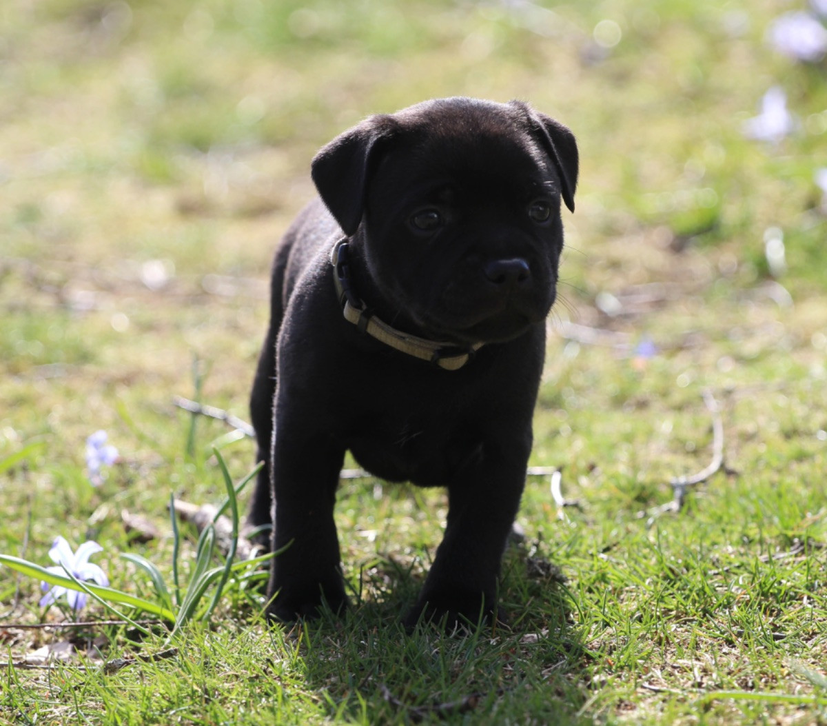 Staffordshire Bull Terrier