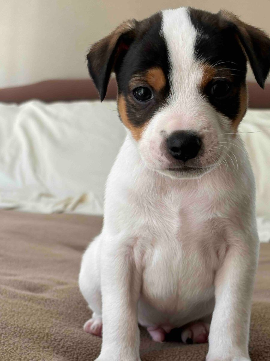 General Dog´s