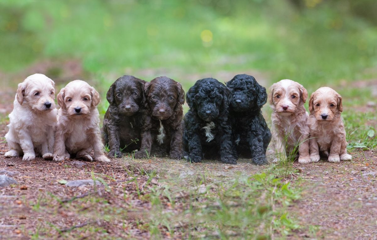 Australian labradoodle WALA