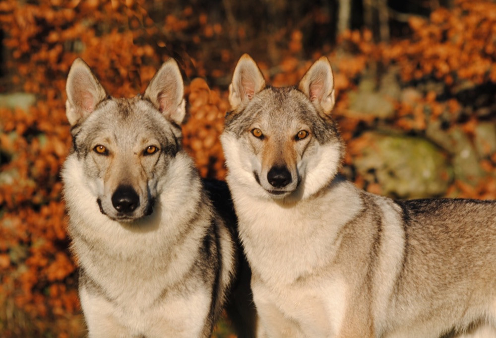 Czechoslovakian Wolfdog