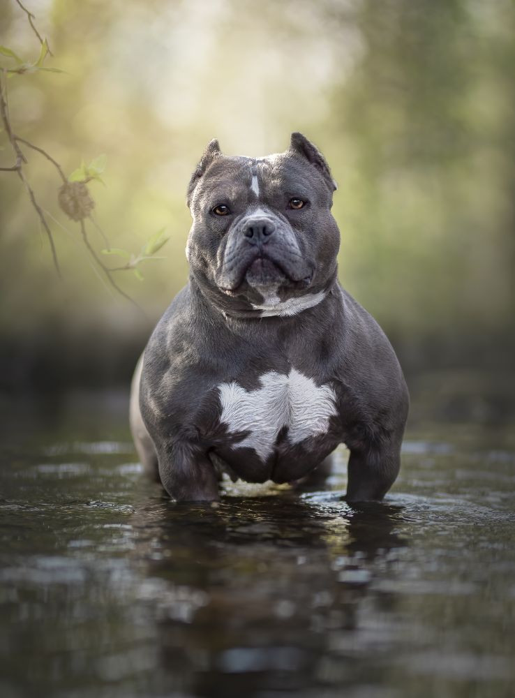 Redhouse Bully