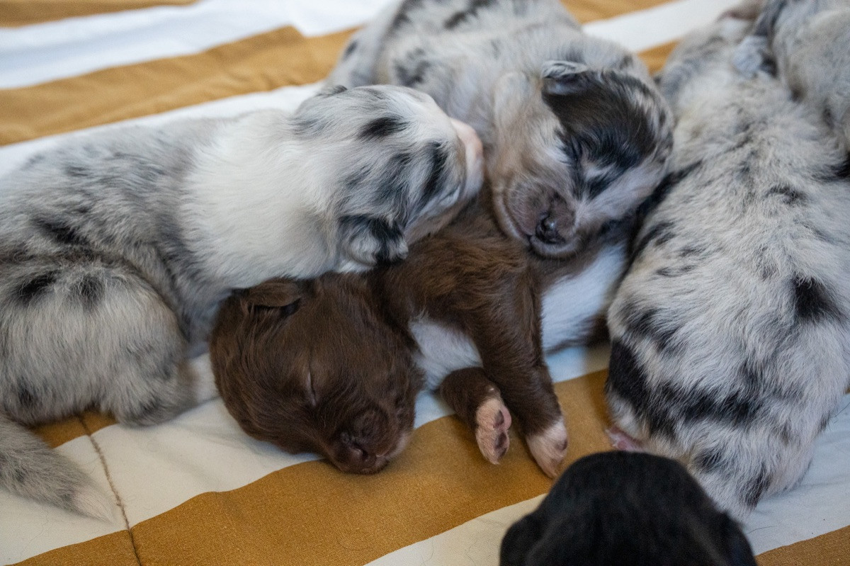 Maple Force Aussies