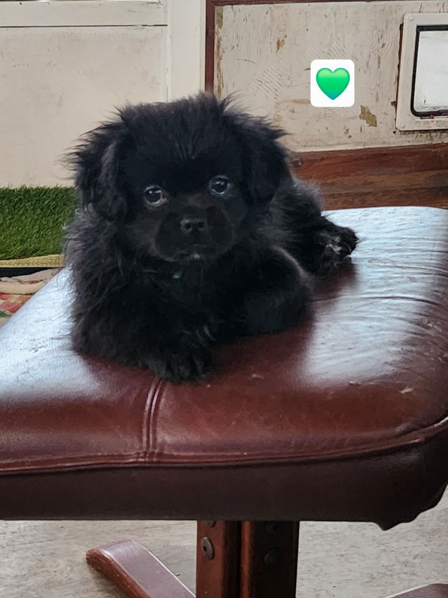 Tibetan Spaniel