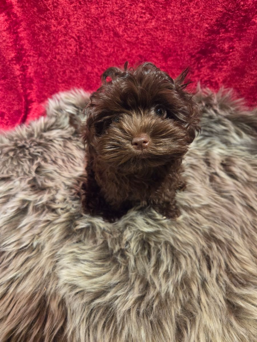 Russian Tsvetnaya Bolonka