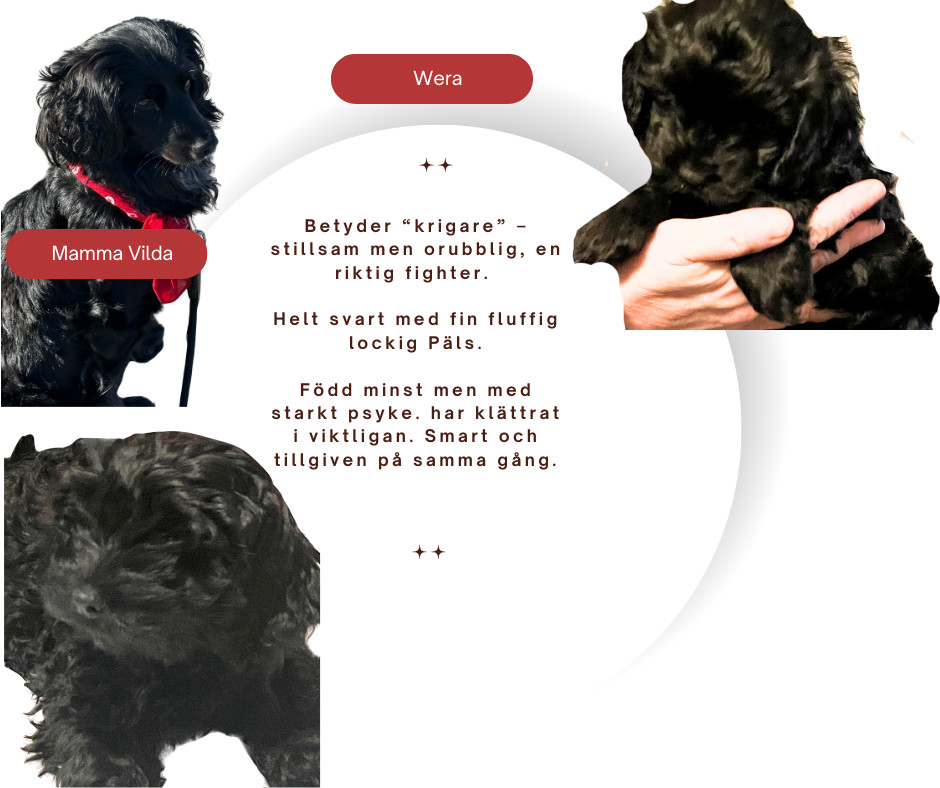 Wild & Wise Kennel