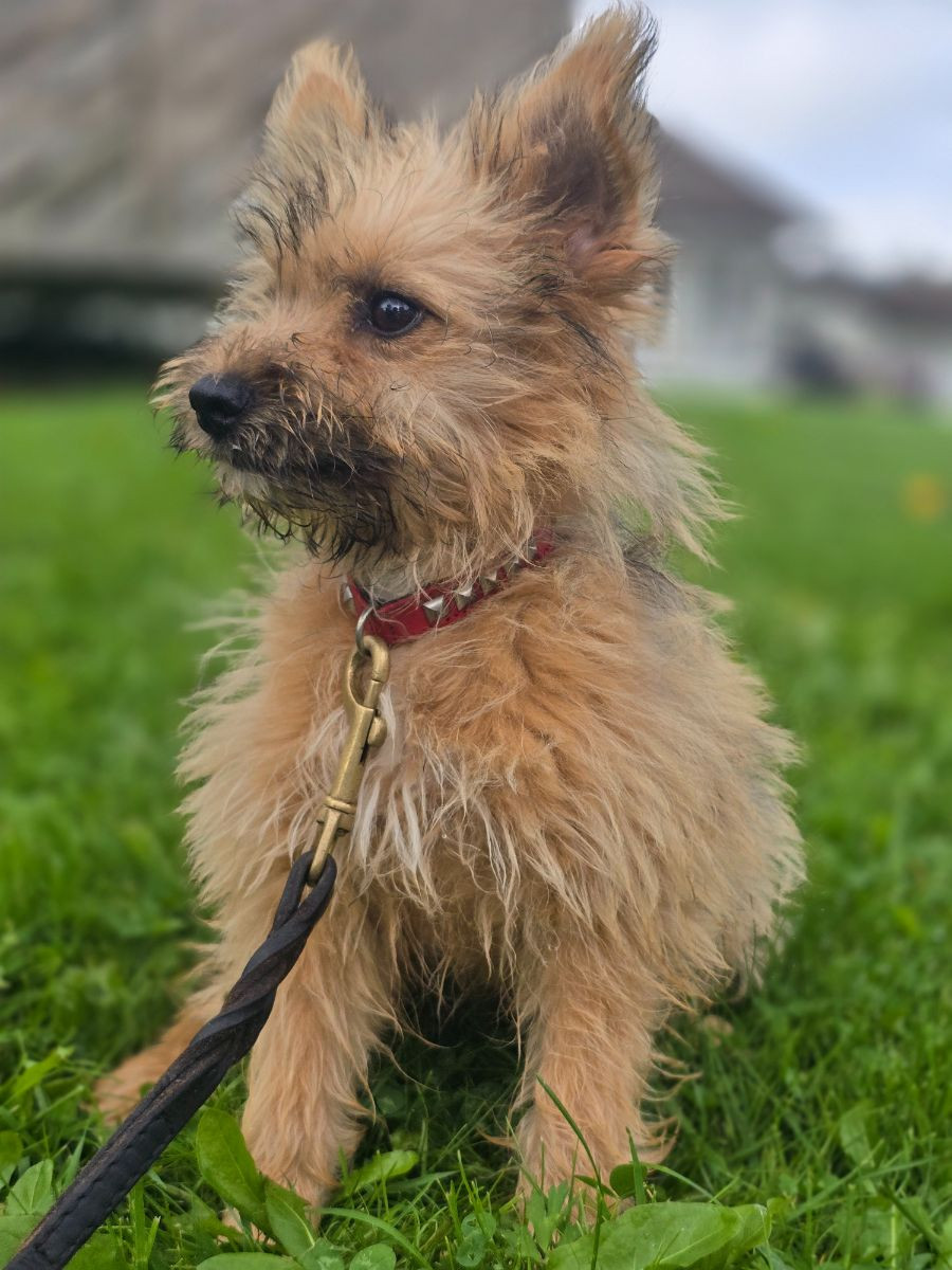 Mittelspitz, korfhörländer