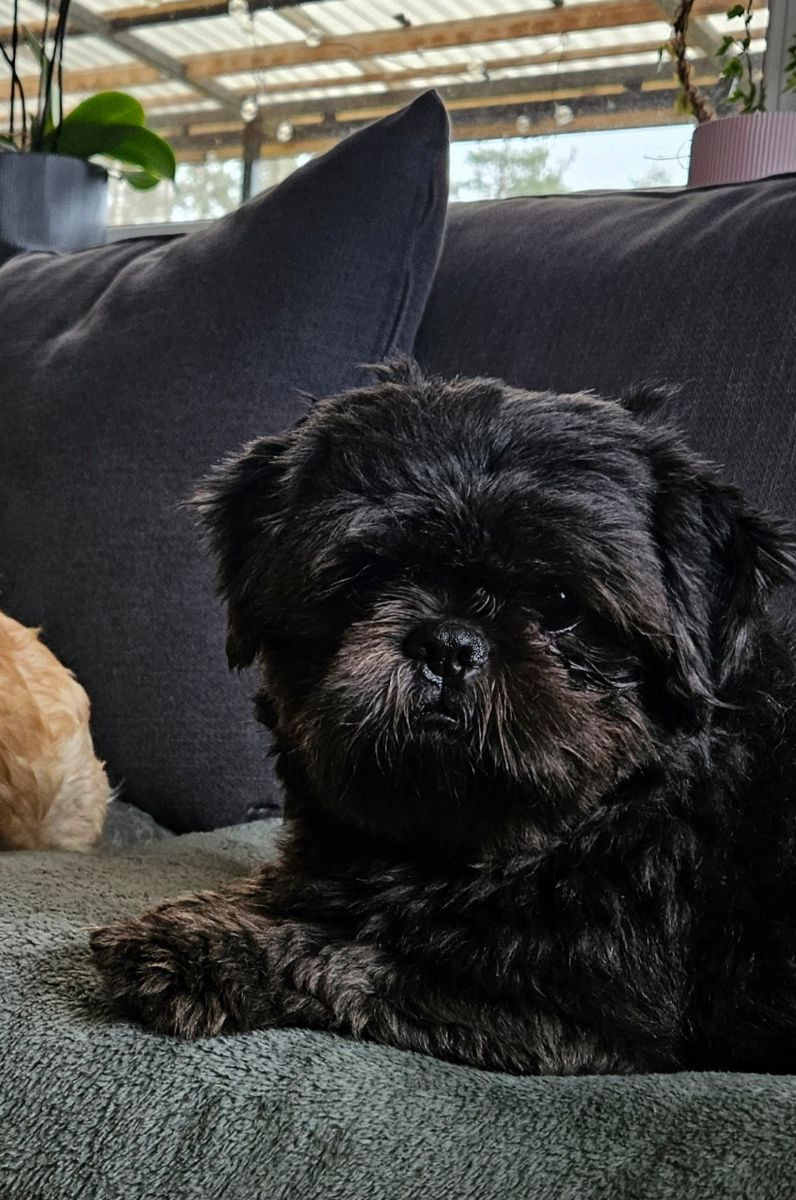 Lady tzu's