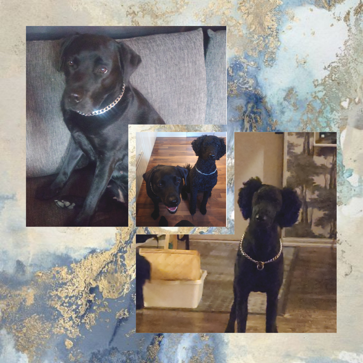 Labradoodlevalpar (LD-F1) · 2025-10-31 · Alingsås · Emelie L.