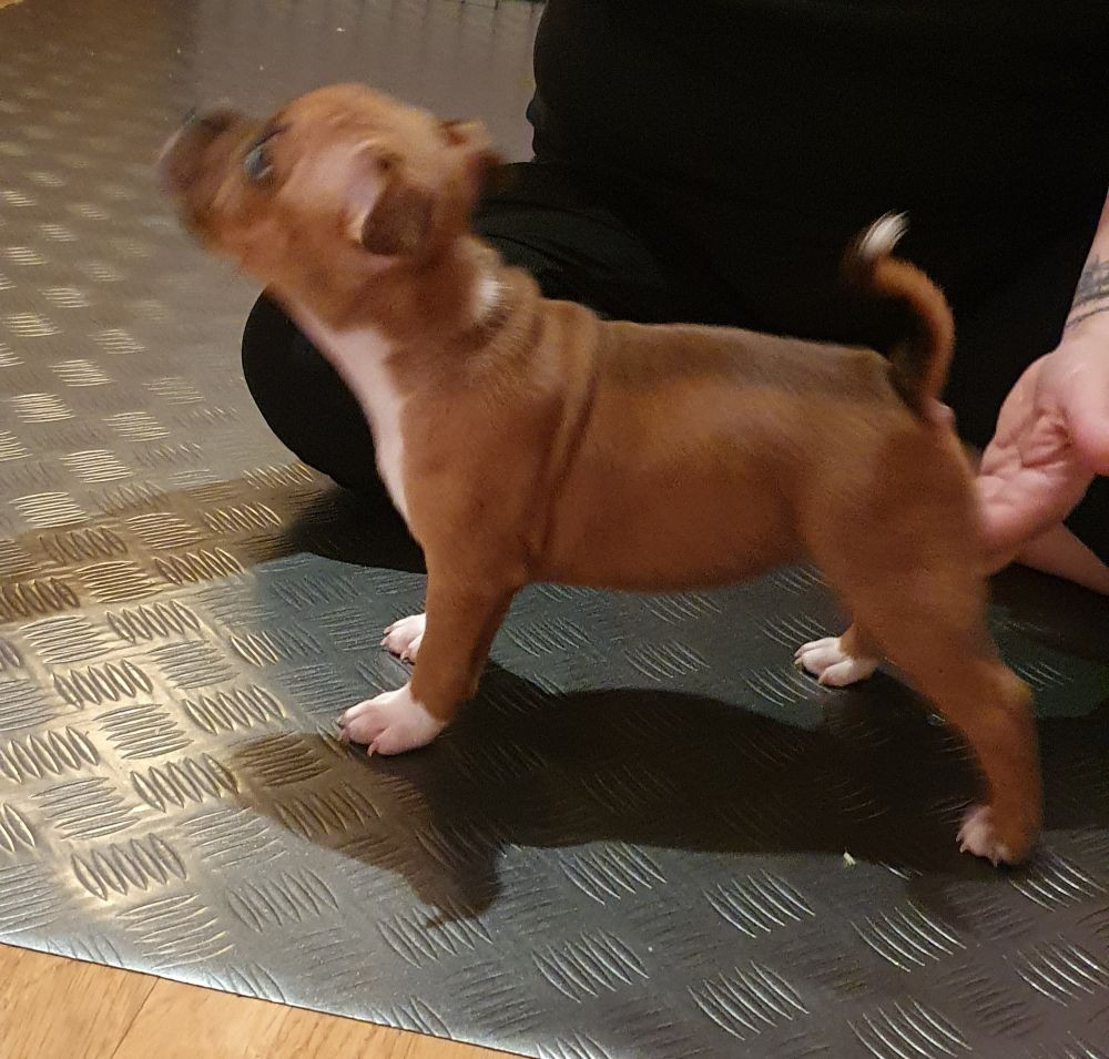 Staffordshire Bull Terrier
