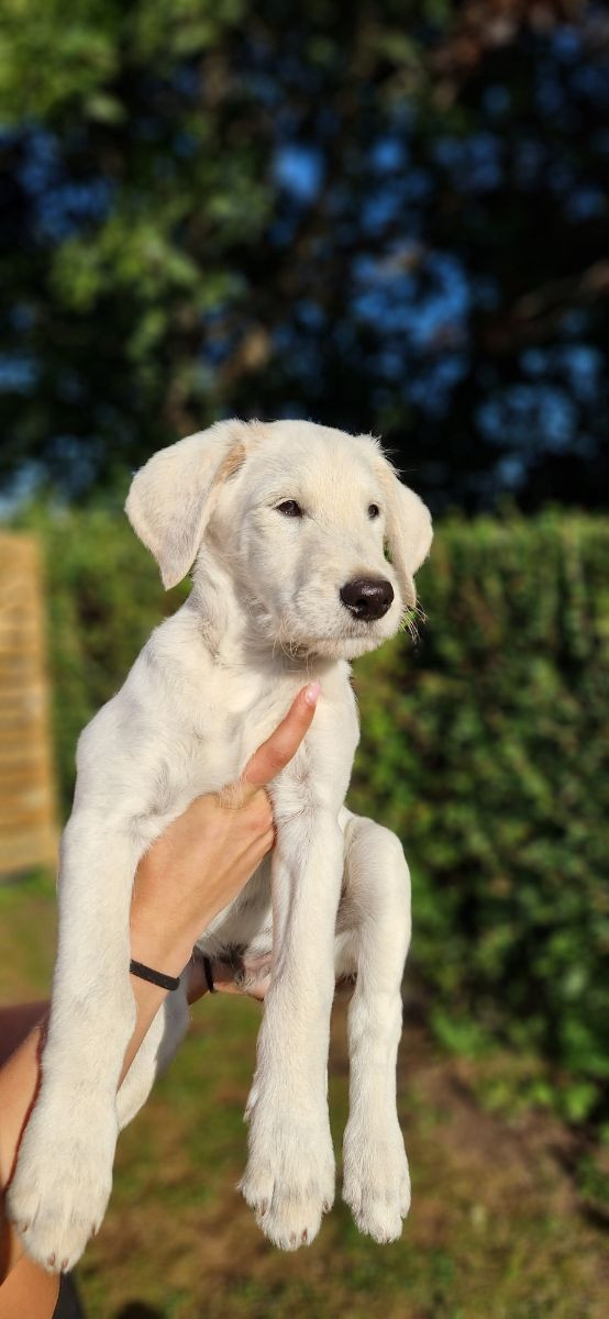 Smith Labradoodles