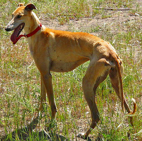 Spanish Greyhound