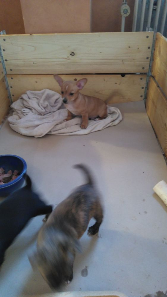 Chihuahua, Yorkshire, Lhasa