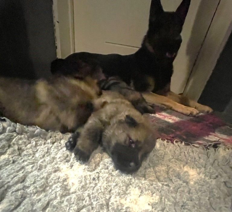 Kennel Snibor Anzi
