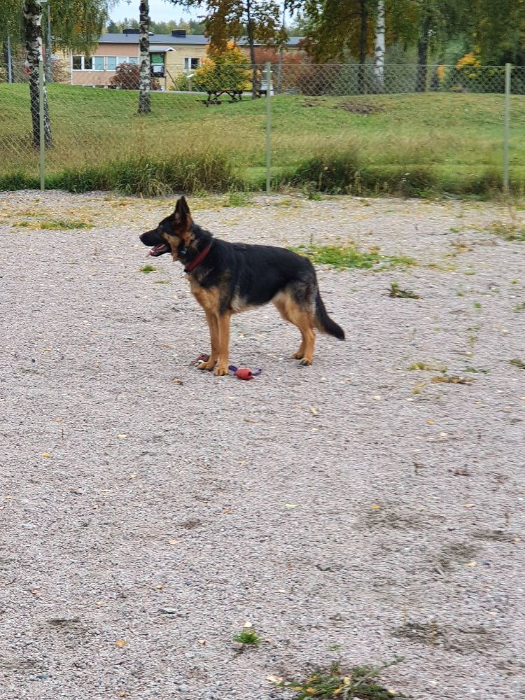 Lonely Dog