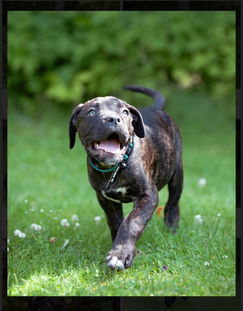 Dvärgpinscher