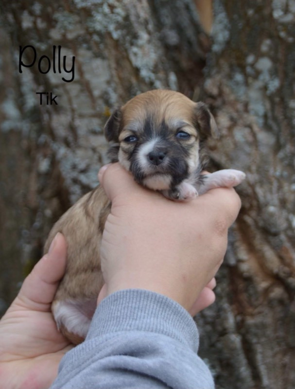 powderpuff/chihuahua papillon