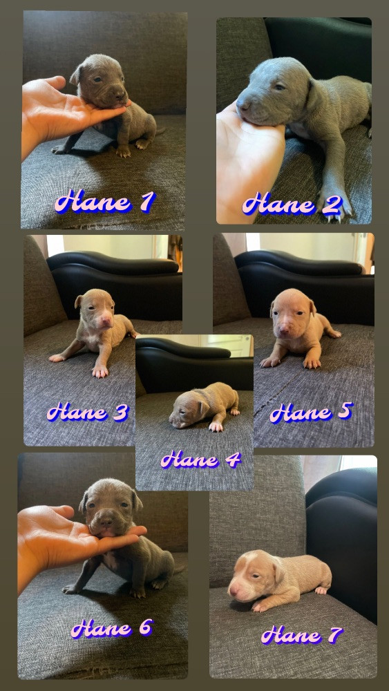 Amstaff/Bully