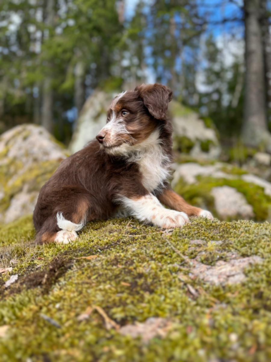 Isadoras Pudel och Cockerpoo