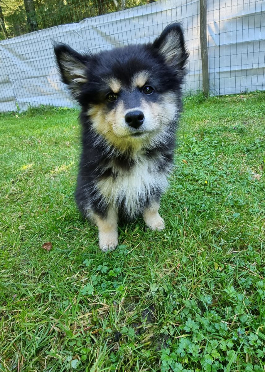 Skogsgläntans